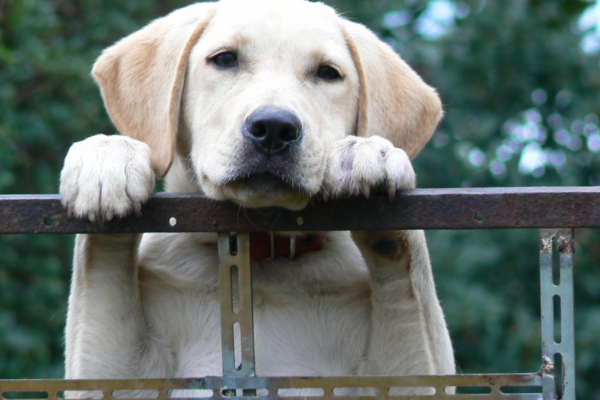 As 10 raças incomuns de cachorros que você provavelmente nunca viu antes