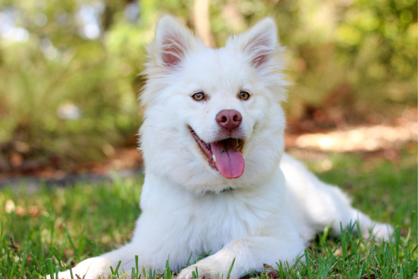 Troca de dentes do Pet as 5 coisas importantes para ajudar seu Pet Filhote a Passar por Essa Etapa