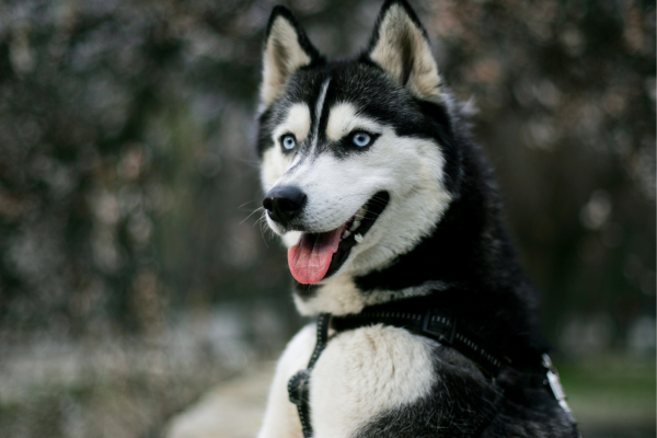 As 5 raças de cachorros peludos mais marcante