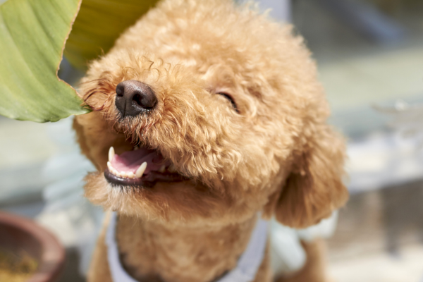 As 5 raças de cachorros hipoalergênicas, companheiros perfeitos para quem sofre de alergias.