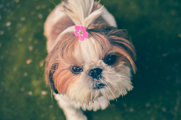 As 5 raças de cachorros para apartamentos, conheça as raças que se adaptam melhor a espaços menores.