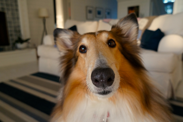 As 10 raças de cachorros mais inteligentes e amigáveis para ter como pet