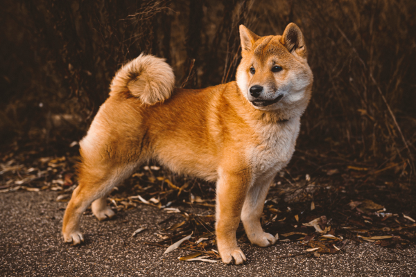 Da Ásia à América As raças de cachorros mais populares ao redor do mundo.