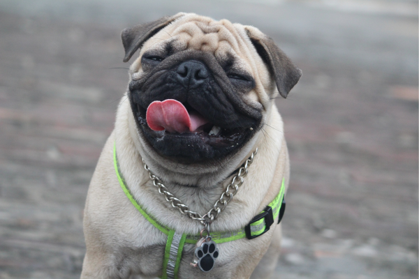 As 10 raças de cachorros para famílias