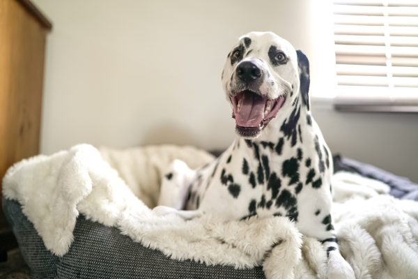 As características únicas das 6 raças de cachorros mais adoráveis do mundo