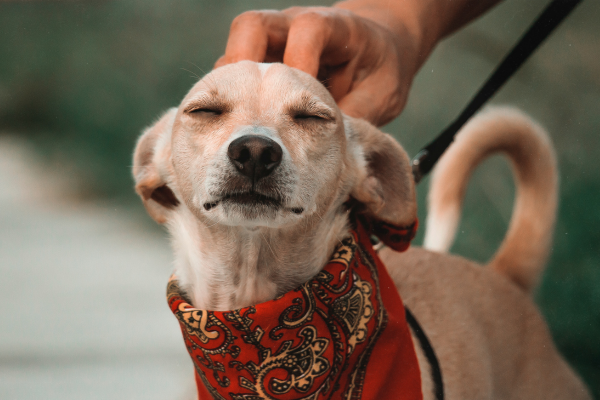 Treinamento para filhotes Pet em 6 passos ensine seu Cãozinho ser Comportado