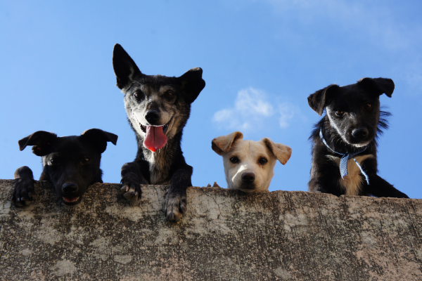 7 pontos importantes da alimentação do Pet filhote