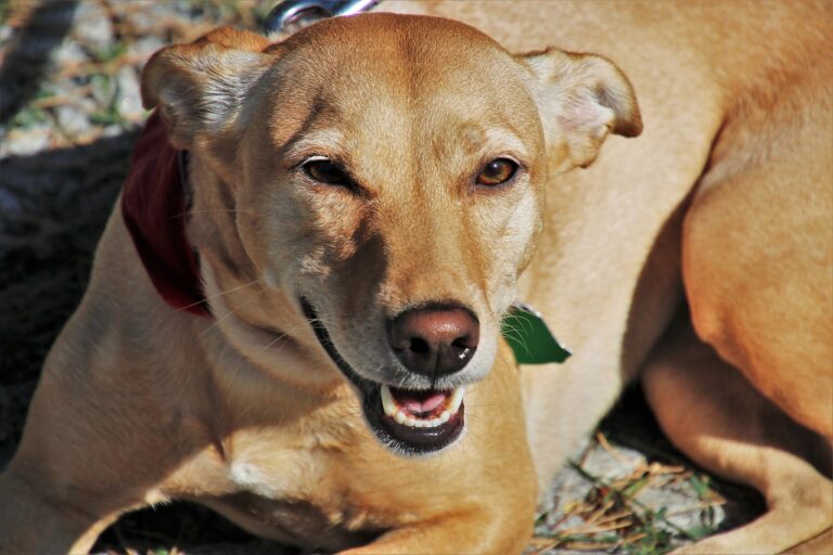 Cachorro Vira lata: Tudo que você precisa saber sobre esse cãozinho amoroso