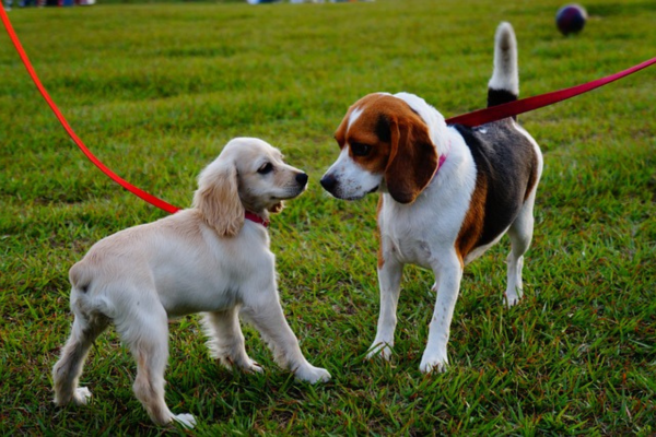 Dieta vegana para cães 2 receitas que seu pet vai amar