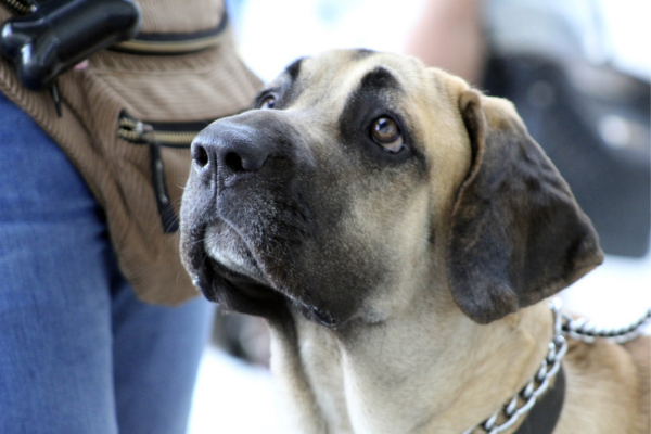 Raça Fila brasileiro: descubra tudo sobre esse cachorro grande e nacional