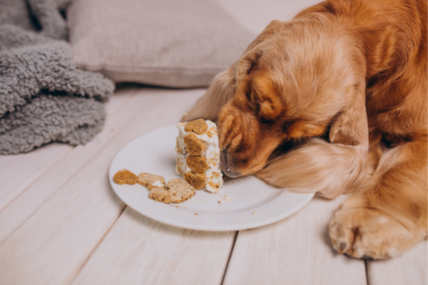 Os melhores alimentos veganos para seu Pet comer no verão